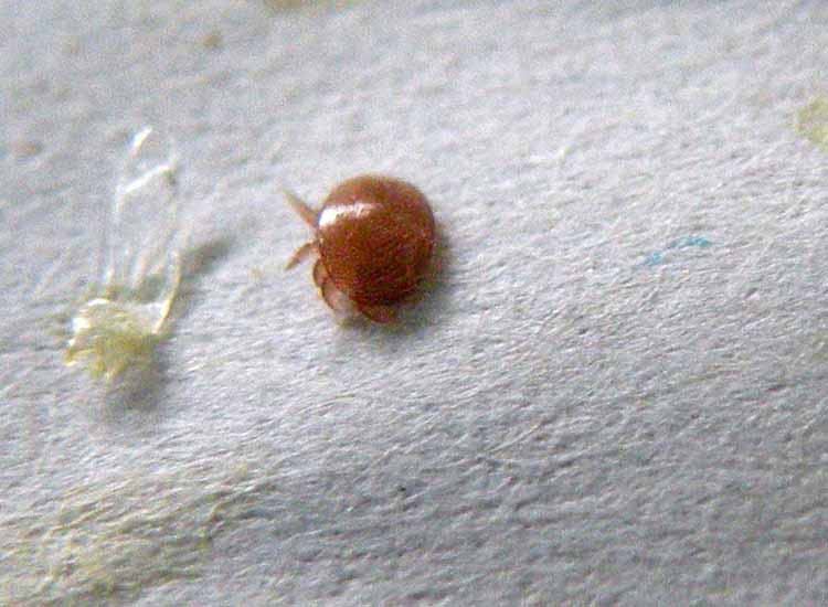 Varroa jacobsoni